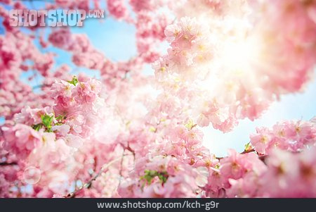 
                Gegenlicht, Kirschblüten                   