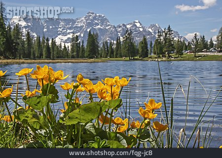 
                Lake, Field Marigold, Dolomites, Antornosee                   