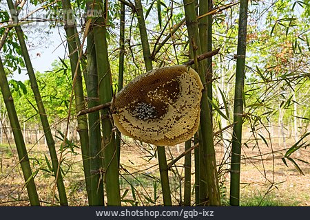 
                Honigwabe, Bienenvolk                   