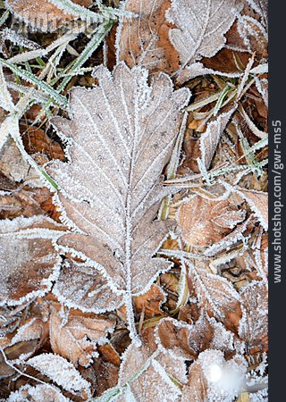 
                Frost, Raureif, Eichenblatt                   