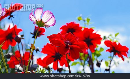 
                Flower, Dahlia                   