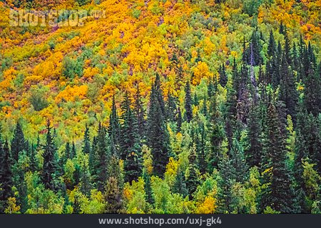 
                Herbst, Mischwald, Yunnan                   