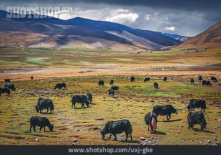 
                Herde, Tibet, Yak                   