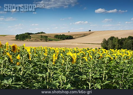 
                Landwirtschaft, Sonnenblumen                   