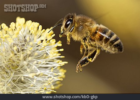 
                Honigbiene, Bestäubung                   