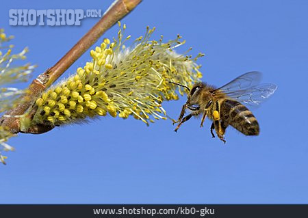 
                Biene, Bestäuben, Weidenkätzchen                   