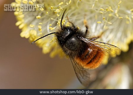 
                Biene, Bestäuben, Gehörnte Mauerbiene                   