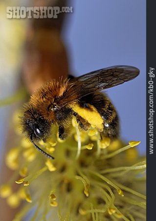 
                Biene, Bestäuben, Rote Mauerbiene                   