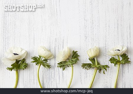
                Textfreiraum, Anemone, Floral                   