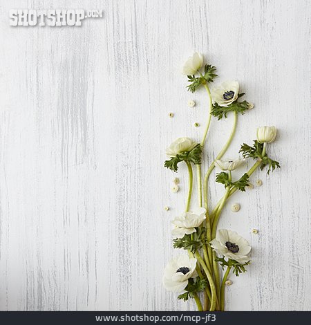 
                Textfreiraum, Anemone, Blumendekoration                   