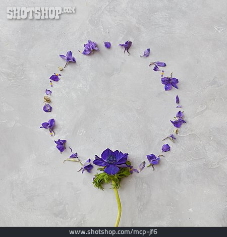 
                Textfreiraum, Anemone, Blumenmuster                   