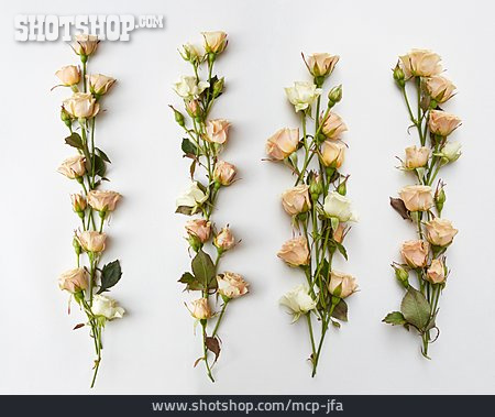
                Rosen, Blumenarrangement                   