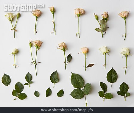 
                Filigran, Rosenblüten, Blumendekoration                   