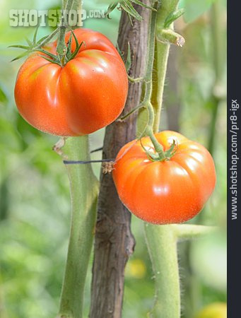 
                Tomatenpflanze, Fleischtomate                   