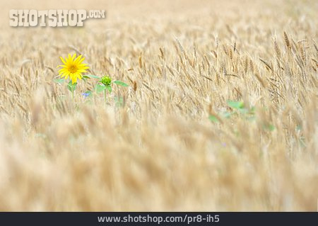 
                Sonnenblume, Weizenfeld                   
