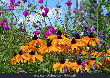 
                Blume, Blumenwiese, Sonnenhut, Rudbeckia                   