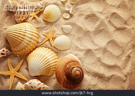 
                Sand, Seestern, Muscheln                   