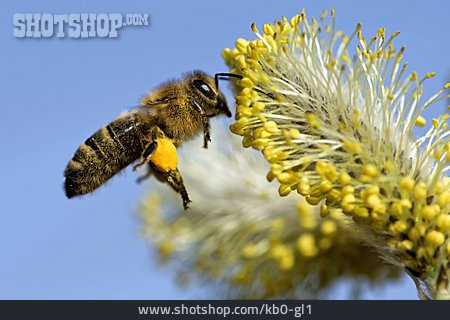 
                Biene, Honigbiene, Bestäuben                   
