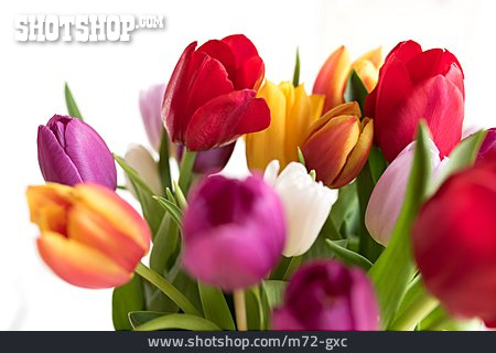 
                Farbenfroh, Tulpen                   