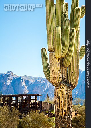 
                Arizona, Kaktus, Saguaro, Kandelaberkaktus, Superstition Mountains                   