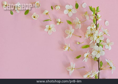 
                Textfreiraum, Blüte, Kirschblüte, Frühling                   