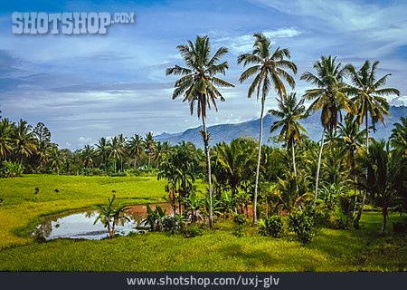 
                Palmen, Sumatra, Indonesien                   