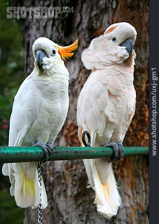 
                Kakadu, Orangehaubenkakadu                   