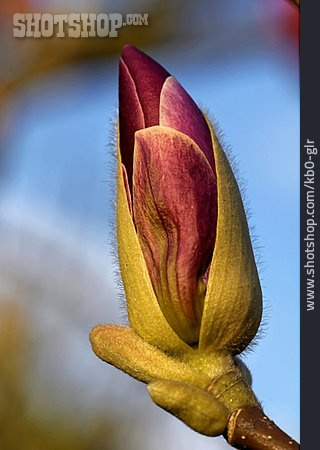 
                Magnolienblüte                   