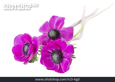 
                Blume, Anemone                   