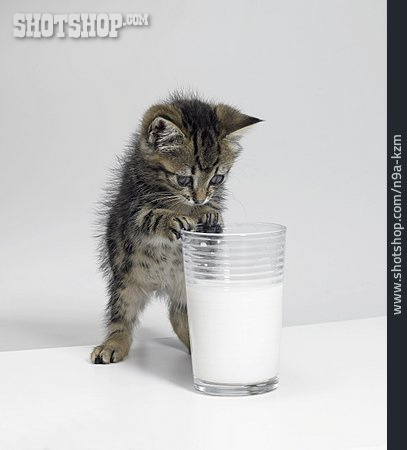 
                Milch, Kätzchen                   