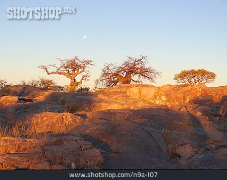 
                Affenbrotbaum, Botswana                   