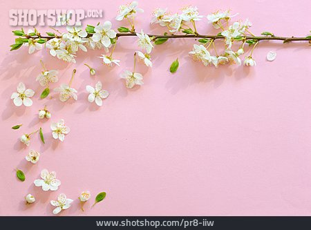 
                Kirschblüte, Blumenrahmen                   