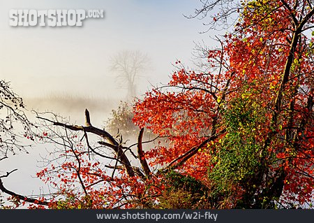 
                Nebel, Herbstlaub                   