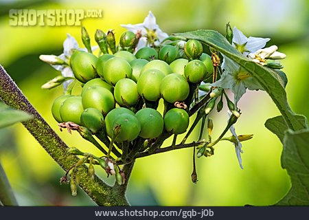
                Beerenfrucht, Pokastrauch                   