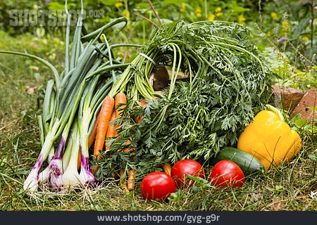
                Erntezeit, Gemüsegarten                   