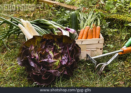 
                Erntezeit, Gemüsegarten, Gartengemüse                   