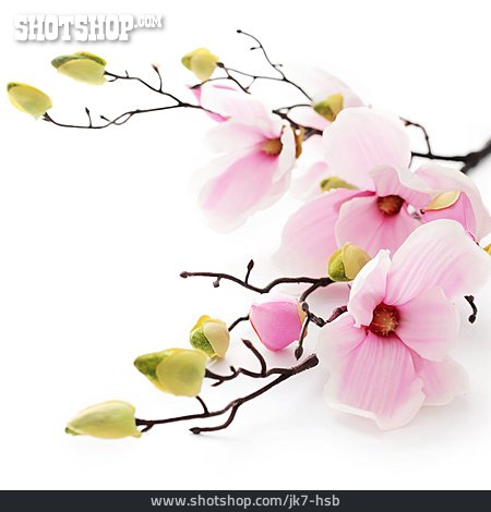 
                Zweig, Magnolie, Magnolienblüte                   