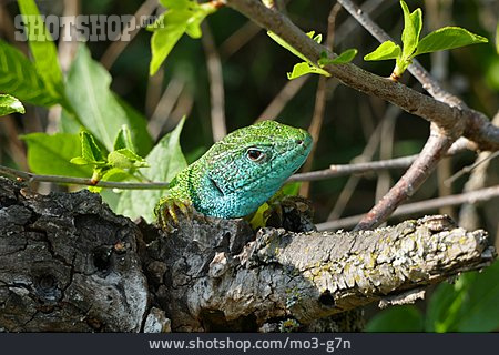 
                Reptil, Smaragdeidechse                   
