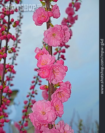 
                Kirschblüte, Japanische Kirschblüte                   