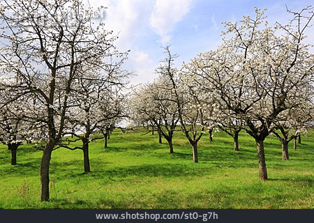 
                Obstblüte, Kirschplantage, Streuobstwiese                   