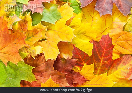 
                Hintergrund, Herbst, Blatt, Herbstlaub, Ahornblatt, Ahorn                   
