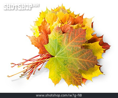 
                Blatt, Herbstlaub, Ahornblatt, Ahorn                   