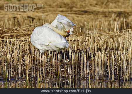 
                Schwan, Höckerschwan                   