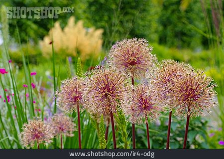 
                Blüte, Allium, Zierlauch                   