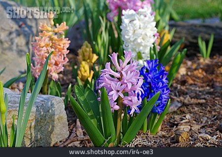 
                Blume, Blüte, Hyazinthe                   