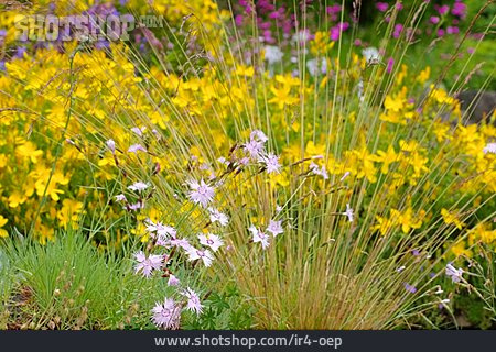 
                Blumen, Johanniskraut, Nelke                   