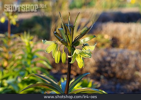 
                Blume, Giftpflanze, Persische Kaiserkrone                   
