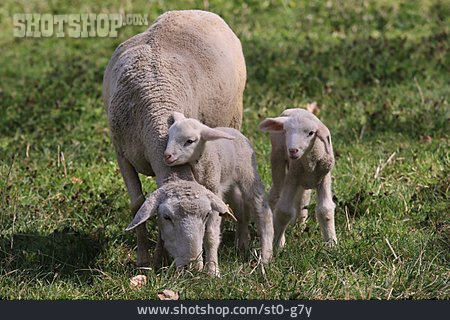 
                Schaf, Lamm, Muttertier                   
