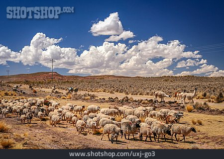
                Anden, Viehwirtschaft, Bolivien, Schafsherde                   