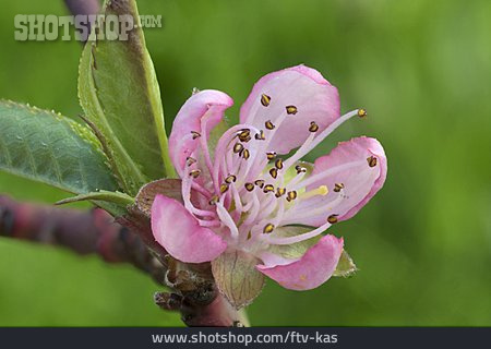 
                Pfirsichblüte                   